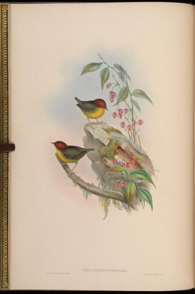 Tesia castaneocoronata = Cettia castaneocoronata von John Gould